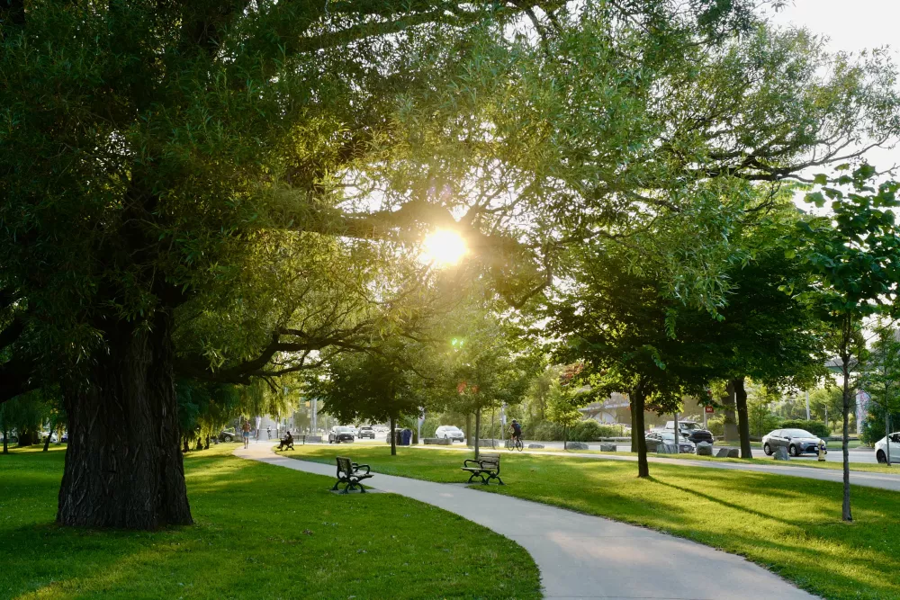 Sunny park path winding through lush green grass and trees, with a bright sunburst through the leaves.