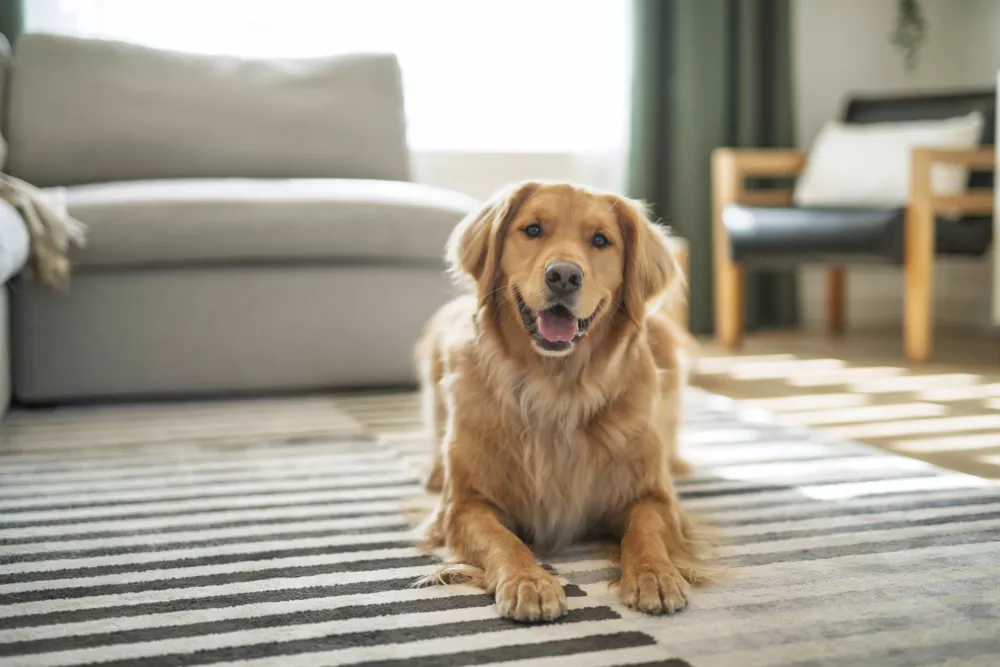 A golden retriever dog lies on a striped rug in a bright living room, smiling at the camera.